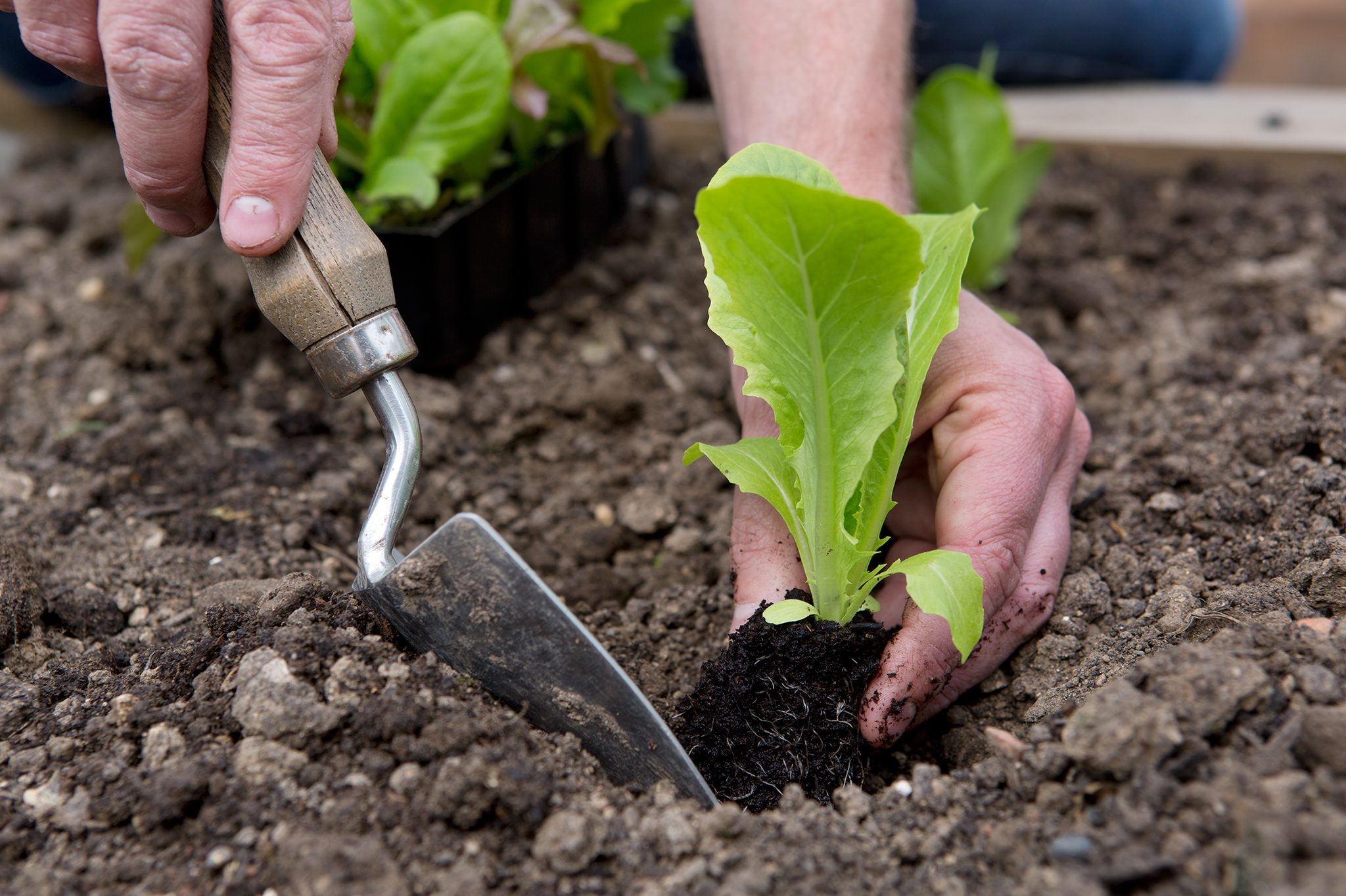 someone planting lettuce