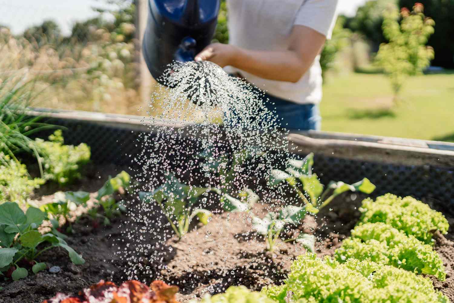 a person watering vegetables